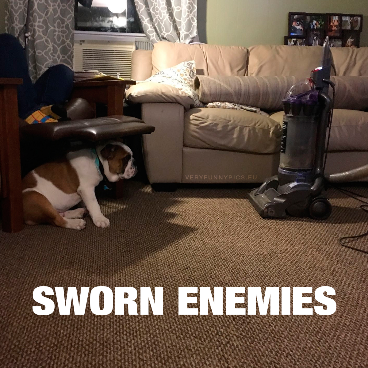 Dog staring at vacuum cleaner - Sworn enemies
