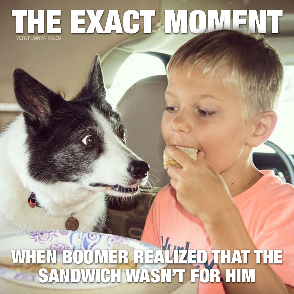 Dog lookng at boy eating a sandwich - That moment when Barney realized that the sandwich wasn't his
