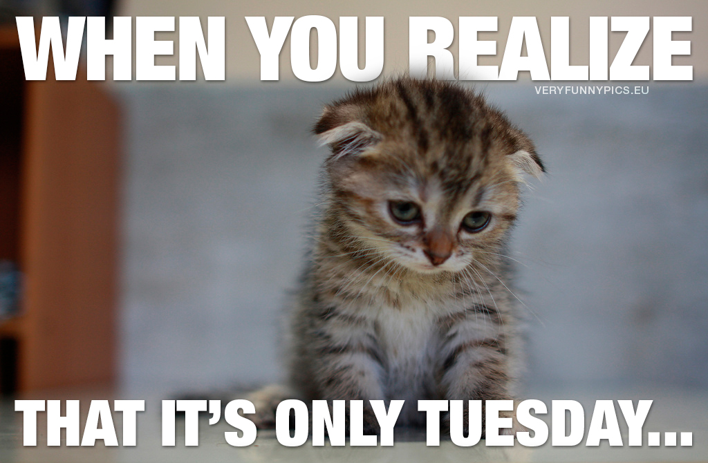 Cute sad kitten - When you realize that it's only tuesday...