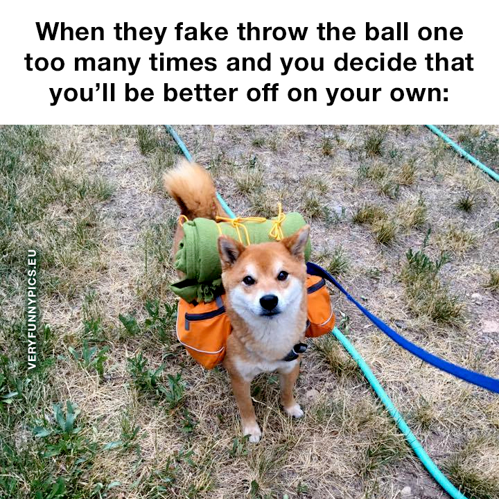 Dog with backpack - When you fake throw the ball