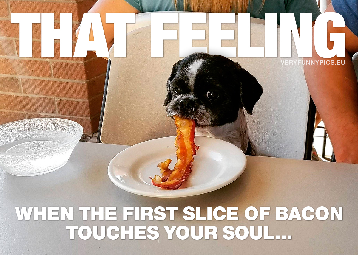 Dog at table with plate and bacon - That feeling when the first slice of bacon touches your soul