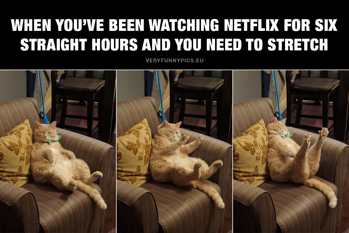 Cat in couch - When You've been watching Netflix for six straight hours and you need to stretch