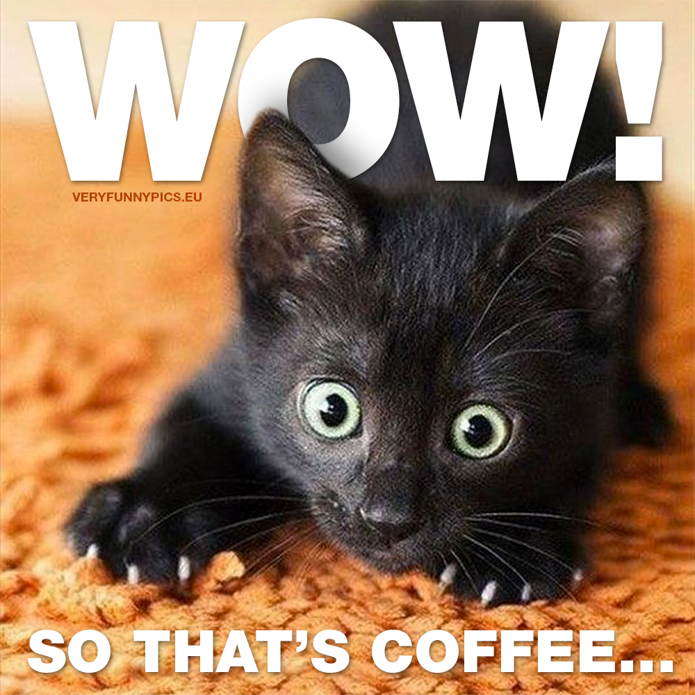 The first sip of coffee | Very Funny Pics