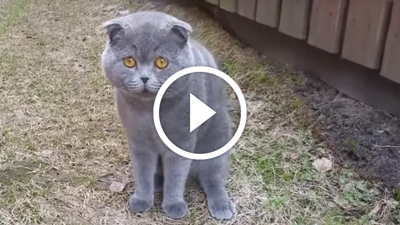 Cat arguing with owner