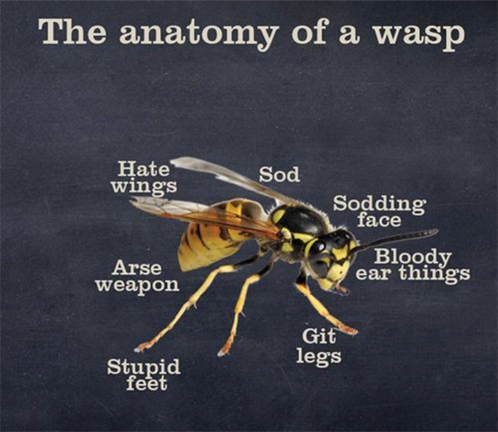 The anatomy of a wasp