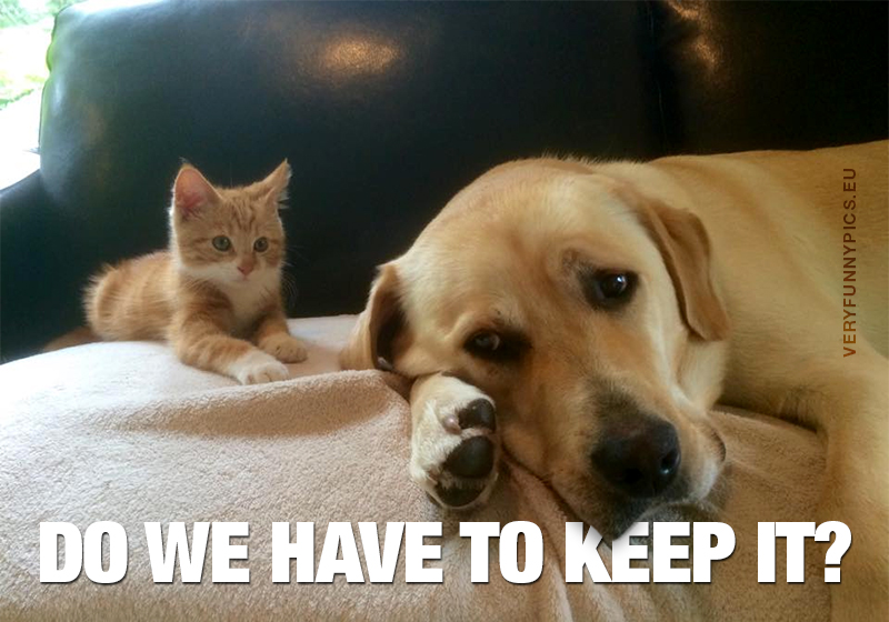 Sad dog and curious kitten - Do we have to keep it?