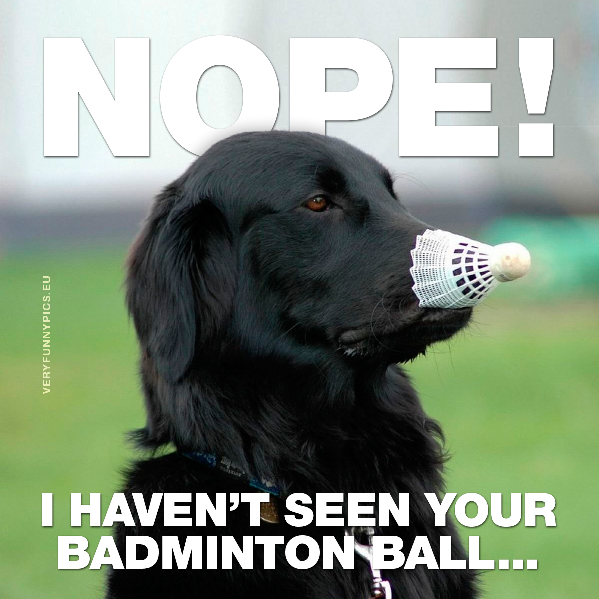 Dog with badminton ball on nose - Nope! I haven't seen your badminton ball...