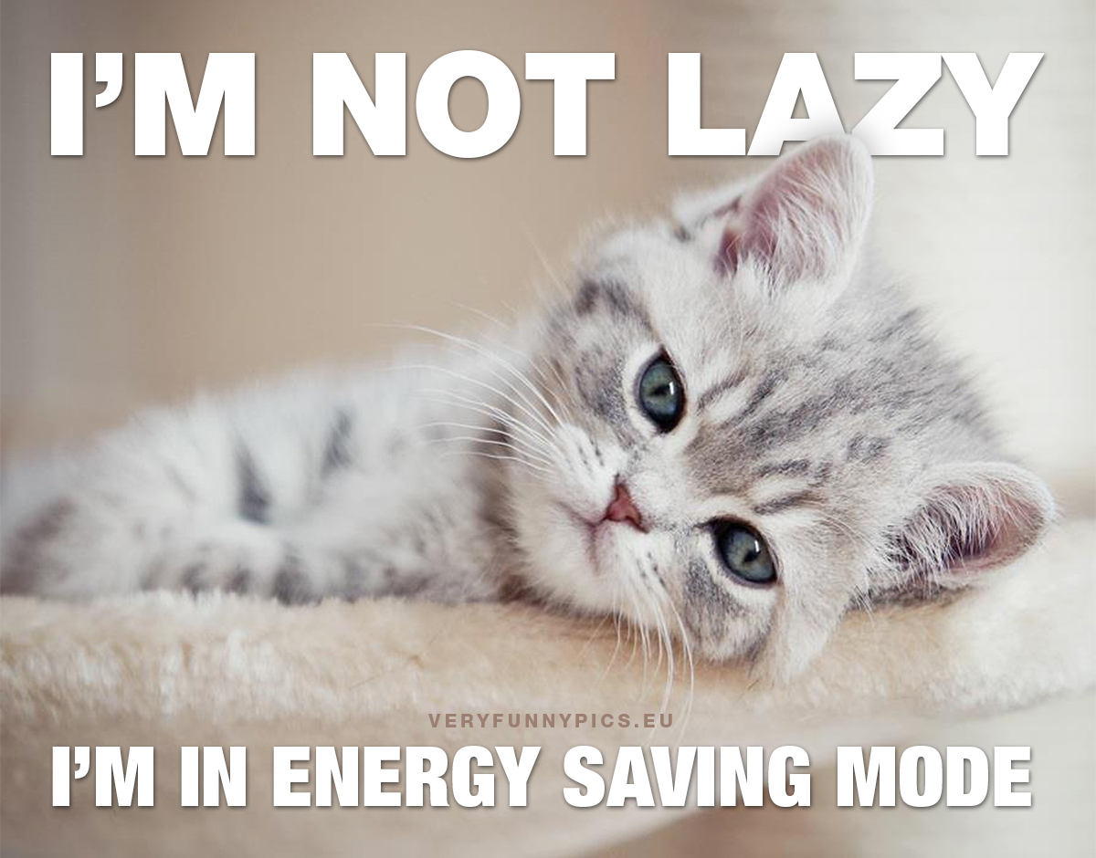 Tired kitten - I'm not lazy, i'm in energy saving mode