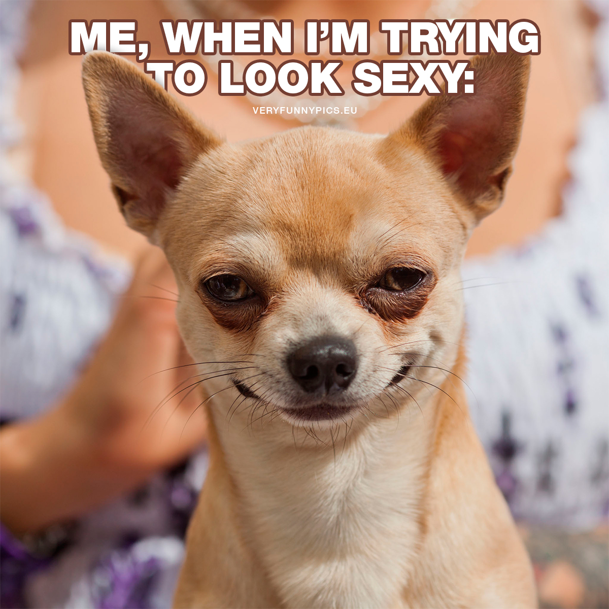 Dog with bedroom eyes - Me, when i'm trying to look sexy