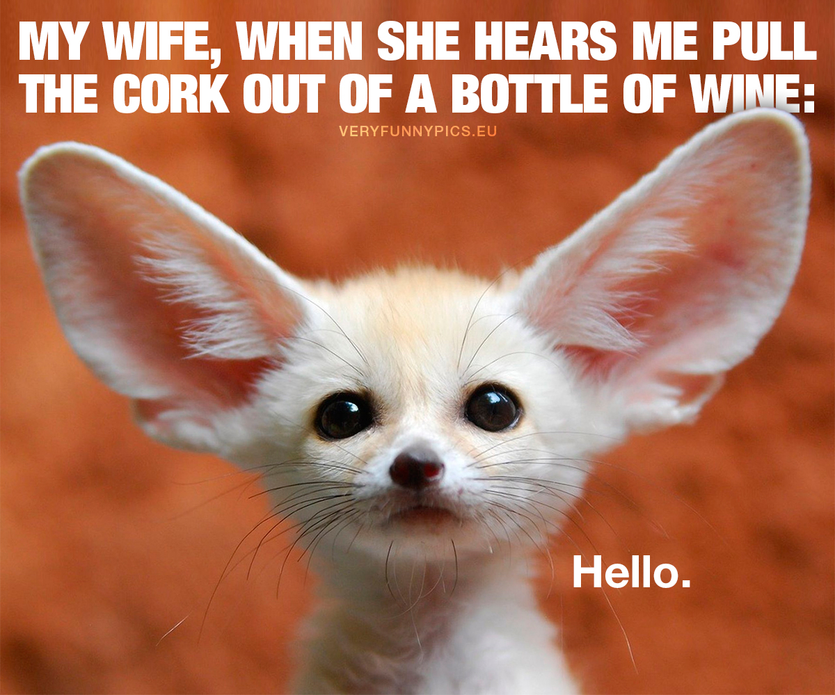 Dog with big ears - My wife, when she hears me pull the cork out of a bottle of wine