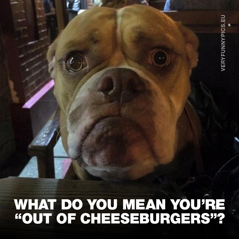 Sad dog - What do you mean you're "out of cheeseburgers"?
