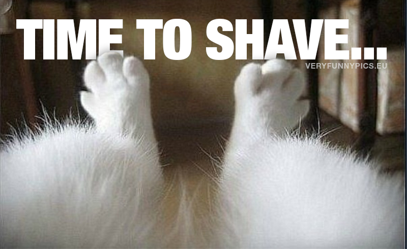 Hairy cat legs - Time to shave