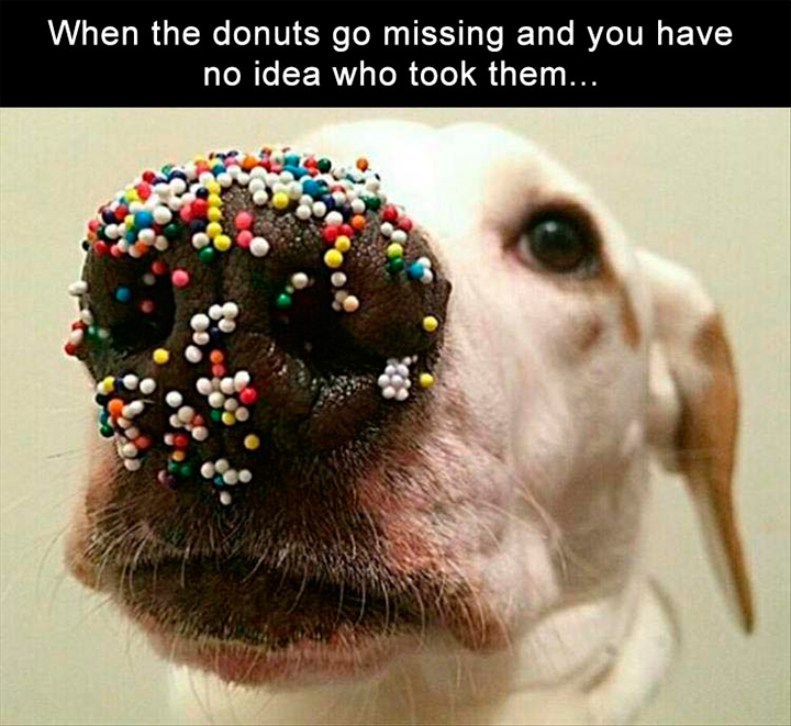 Dog with sprinkles on the nose - When the donuts go missing