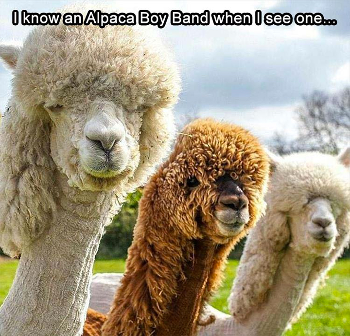 Three fluffy alpacas - I know an alpaca boy band when i see one