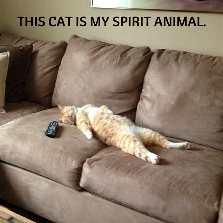 Cat on sofa - This cat is my spirit animal