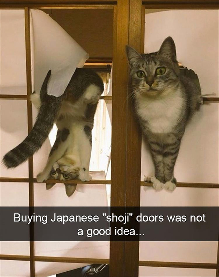 Cats in a paper door - Buying a shoji door was a bad idea