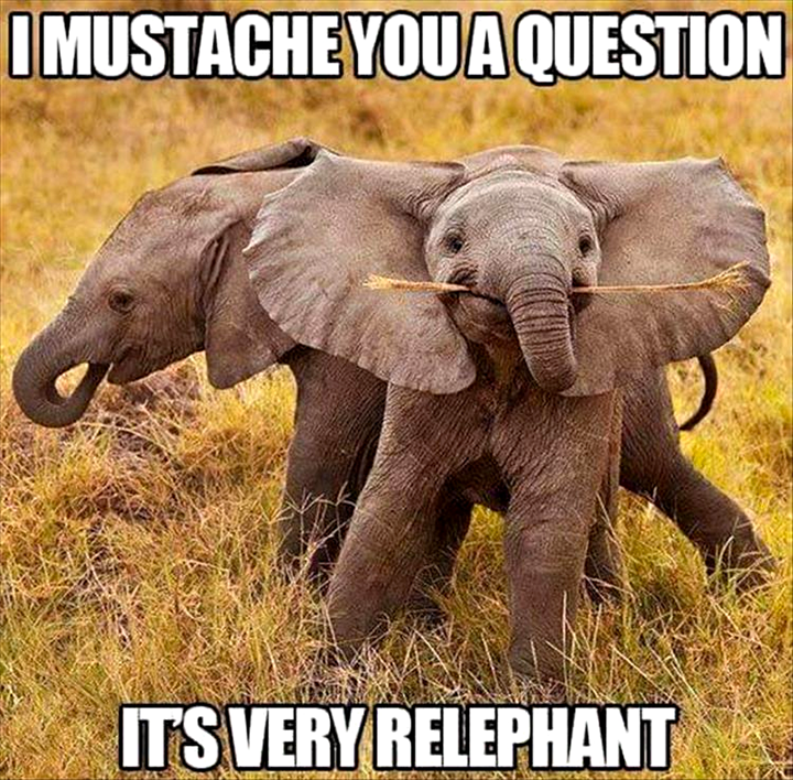 Clever elephant wordplay