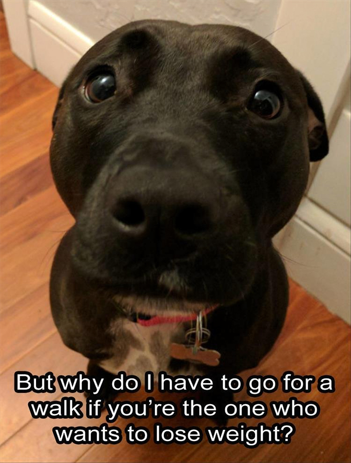 Dog with a relevant question