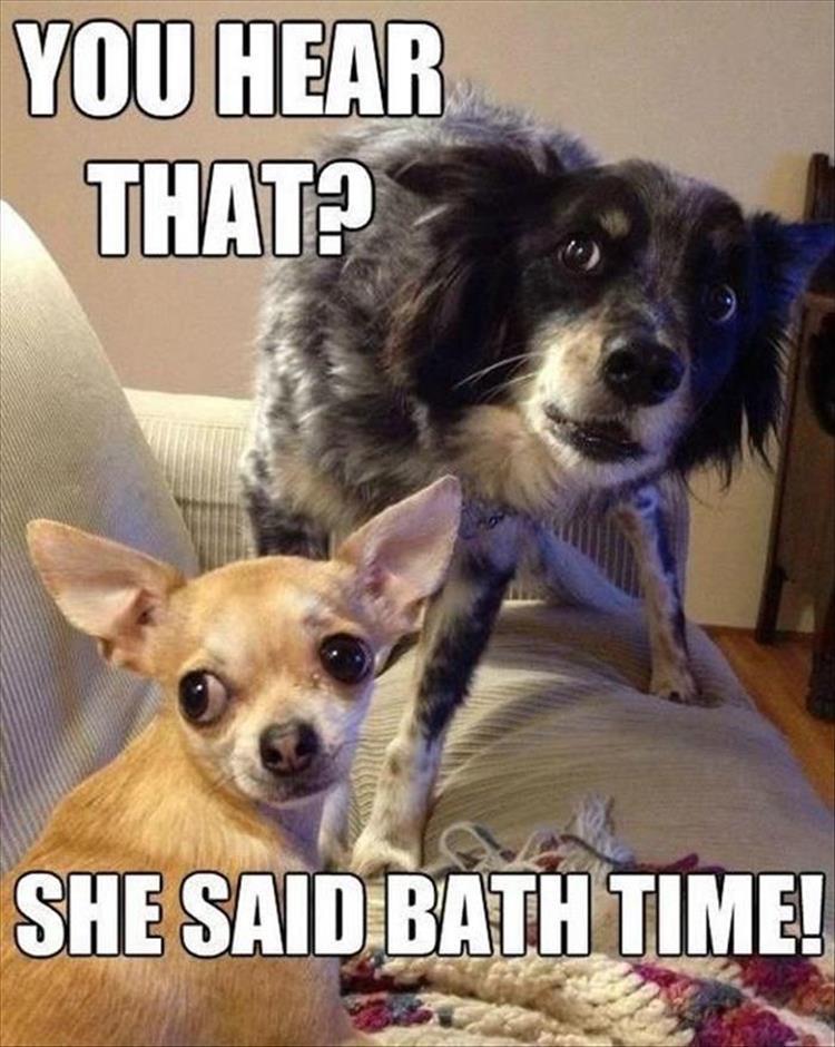 Dogs afraid of bath