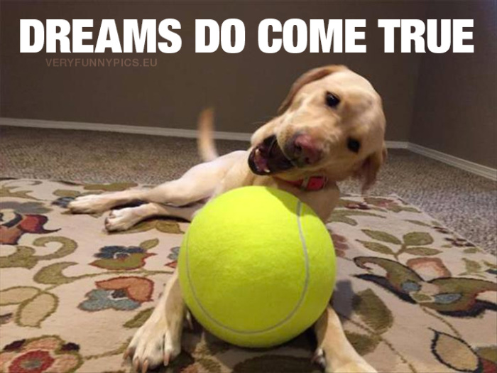 Very Funny Pics | Page 39 of 1025 | Funny Pictures, Memes, Cartoons and