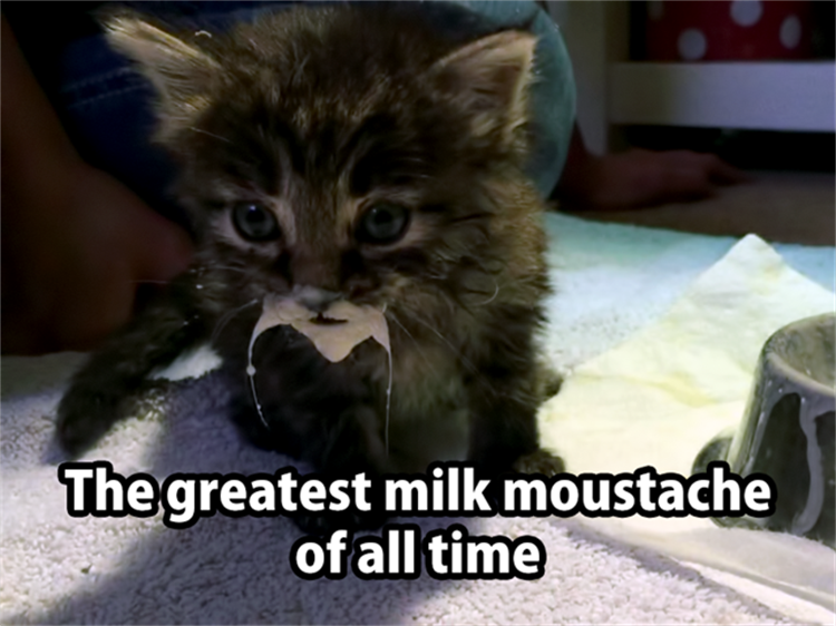 Cat with milk moustach - The greatest milk moustache of all time