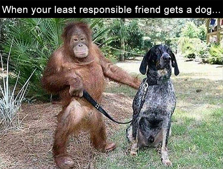 Monkey with a dog on leash - When your least responsible friend gets a dog