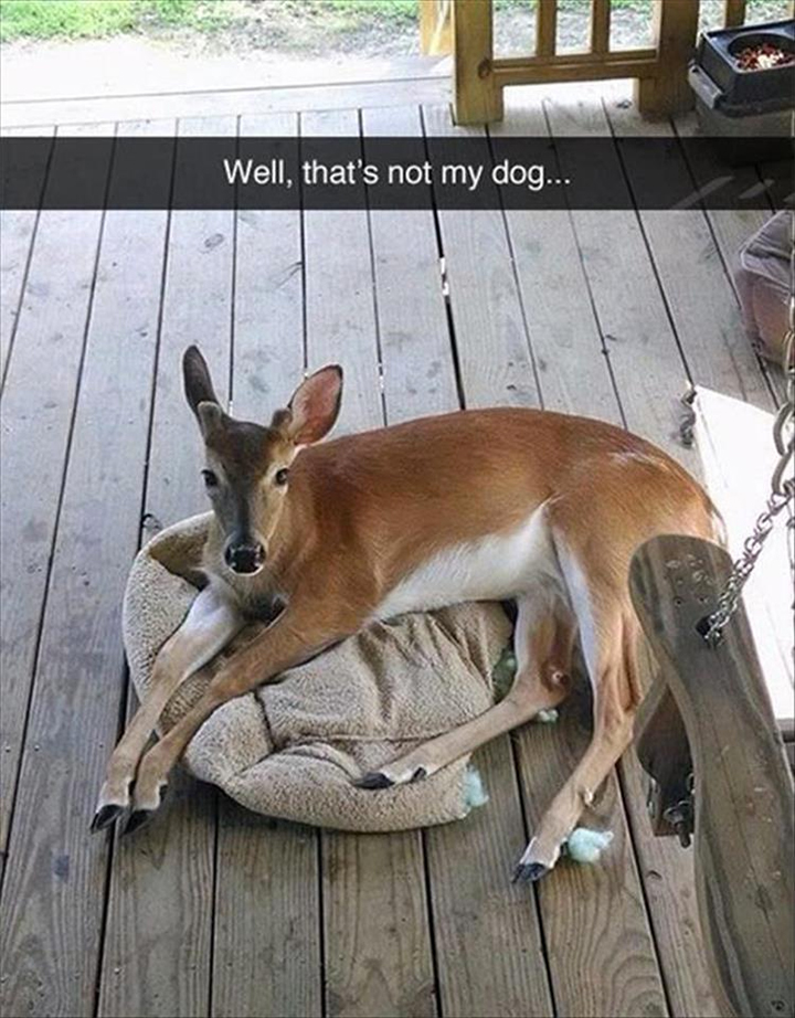 Deer on dog bed - That isn't my dog