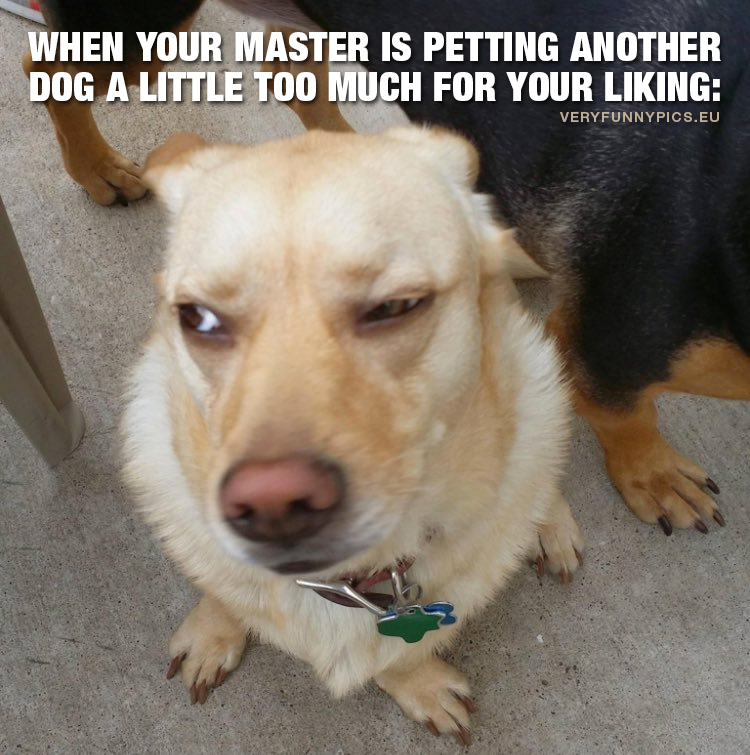 Sceptical dog - When your master is petting another dog a little too much for your liking