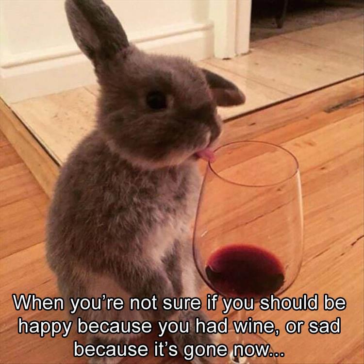 Bunny having wine thoughts
