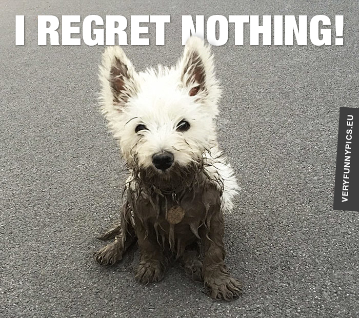 Dog half covered in mud - I regret nothing