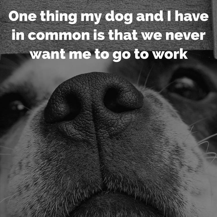 Dog nose - The thing my dog and i have in common