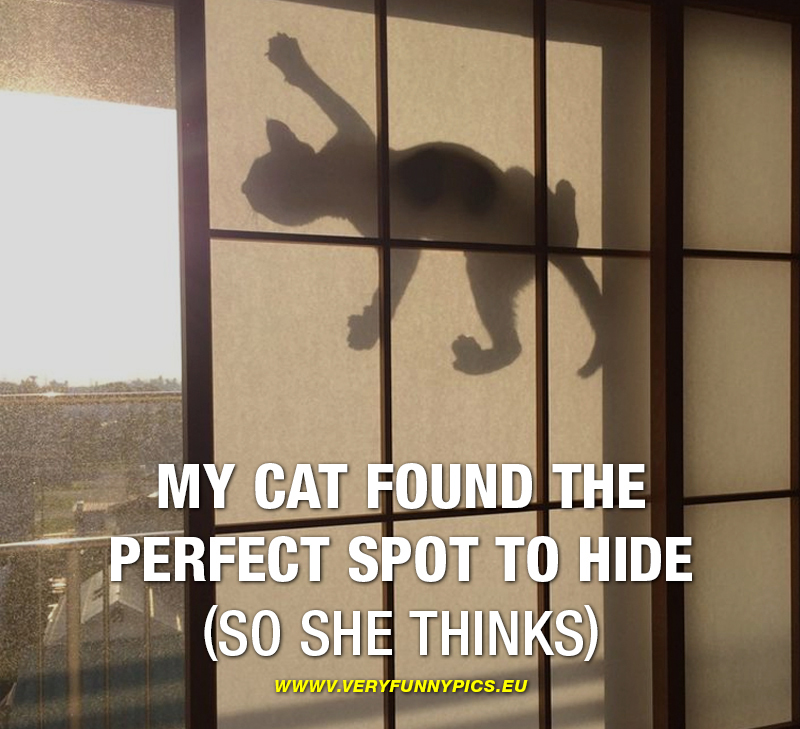Cat tries to hide - My cat found the perfect spot to hide
