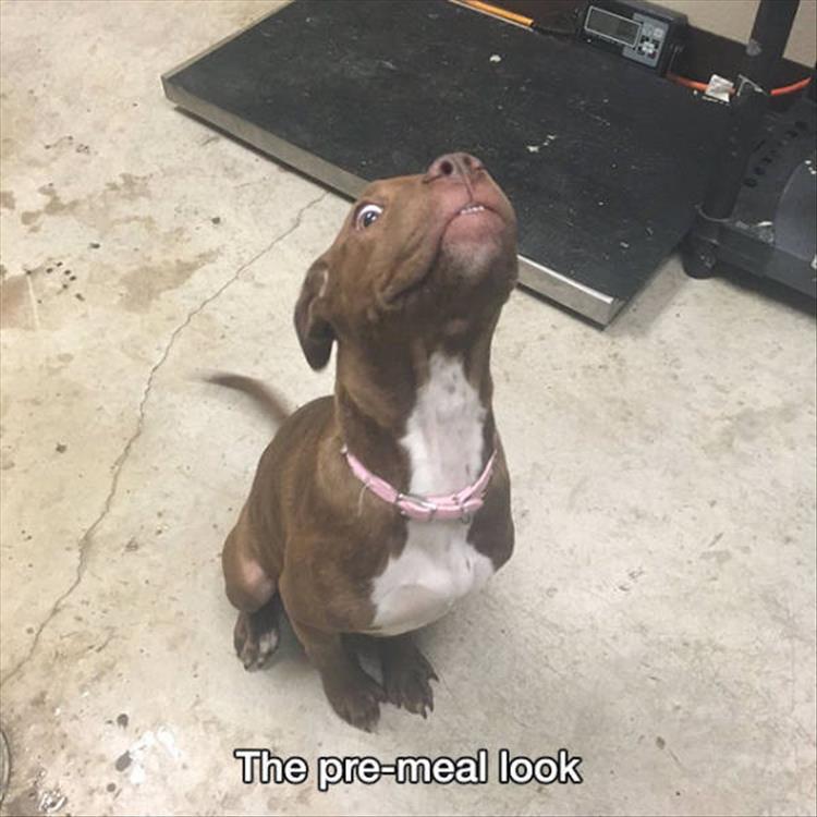 A dog with a pre-meal look