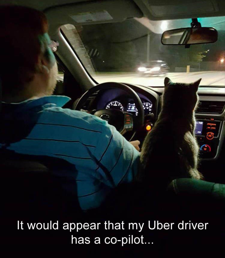 Cat in the front seat of a car - My Uber drivers co-pilot