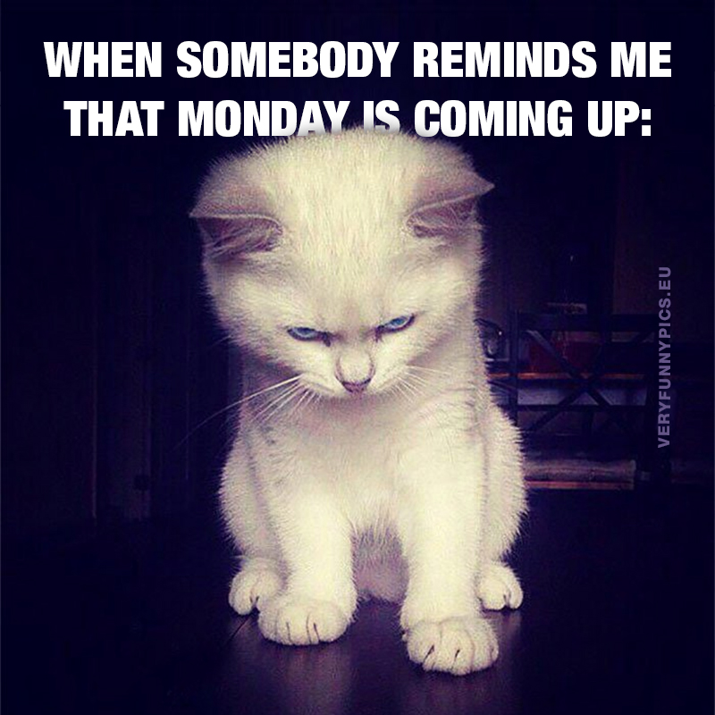 Grumpy looking kitten - When somebody reminds me that monday is coming up