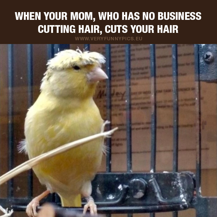 Bird with messy hair - When your mom, who has no business cutting hair, cuts your hair