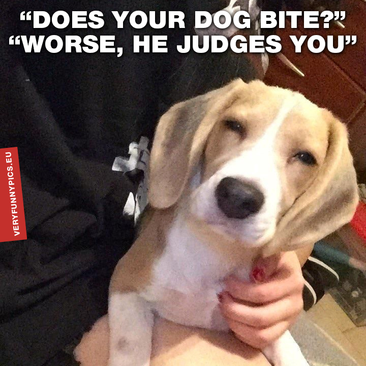 Suspicious dog - Does your dog bite?