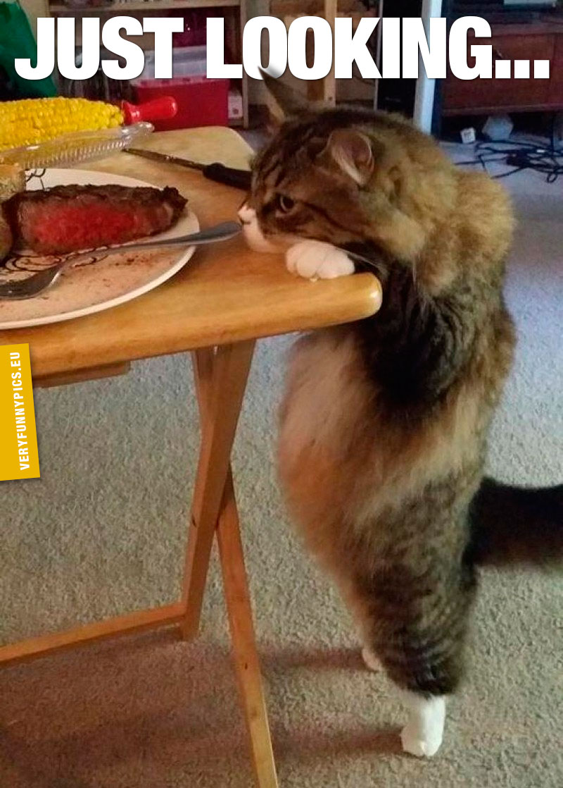 Cat leaning at table looking at food - Just looking