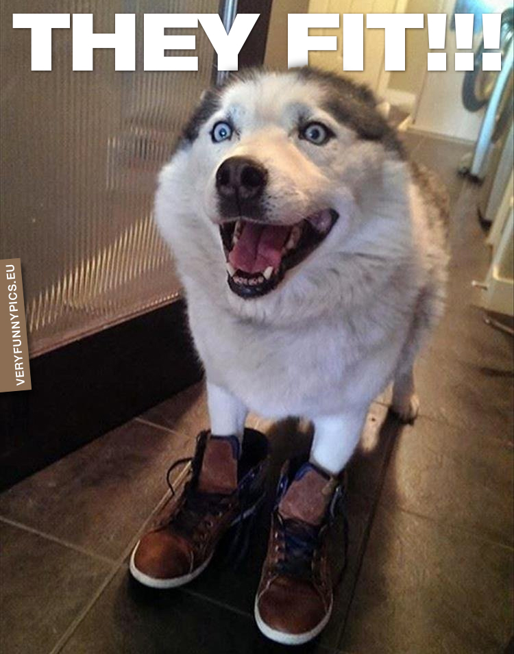 Happy dog in shoes - They fit!