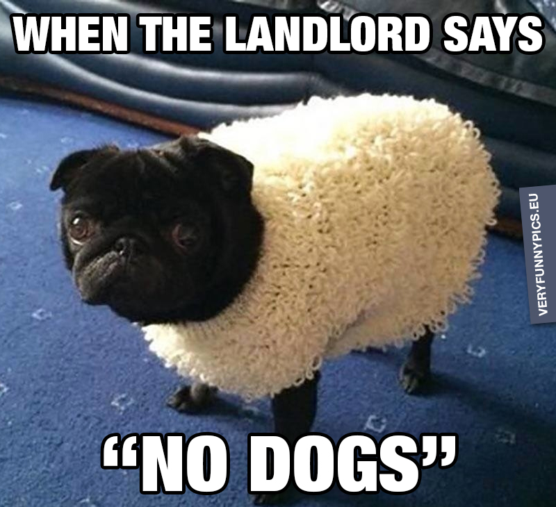 Dog in a sheep costume