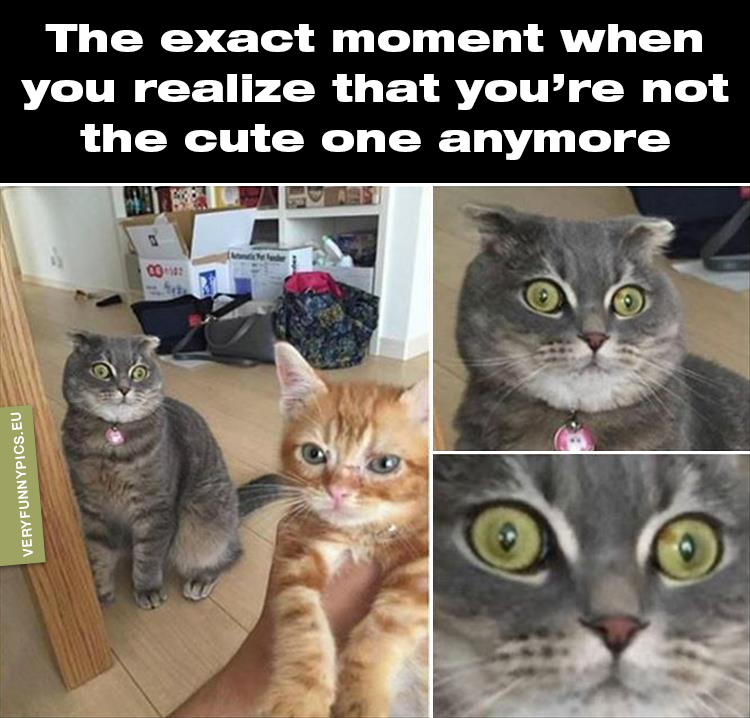 Staring cat - The exact moment when you realize that you’re not the cute one anymore