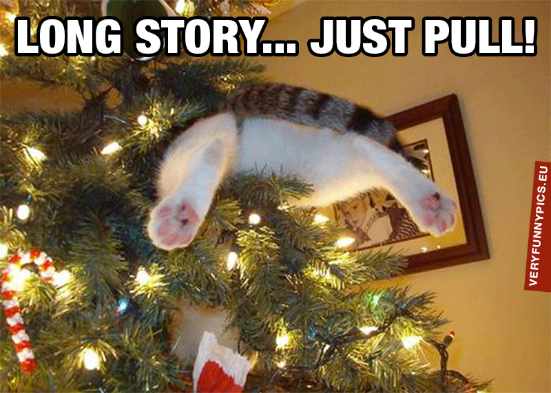 Cat stuck in christmas tree with legs sticking out
