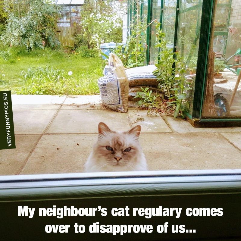 Disapproving cat outside door