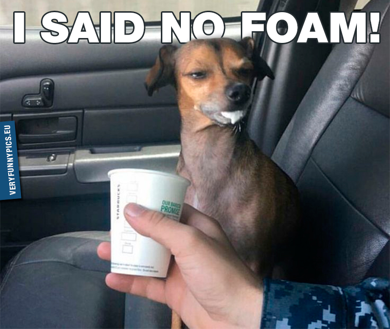 Dog with foam around mouth