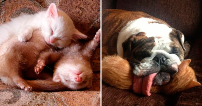 25 absolutely magical pictures of cute animals using each other as pillows!