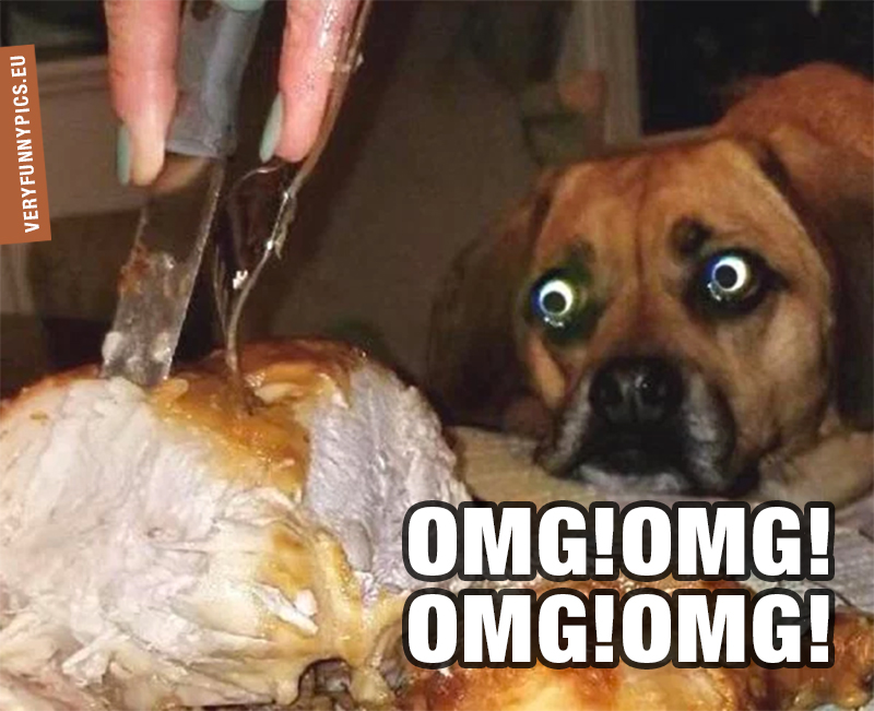 Dog looking at meat