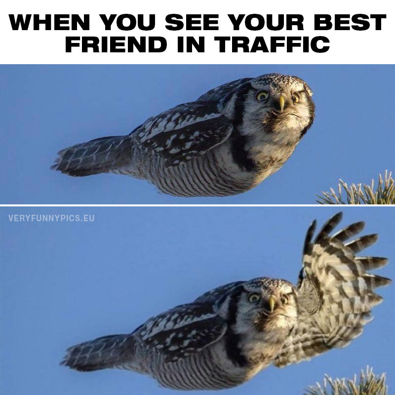 Owl in flight saying hi