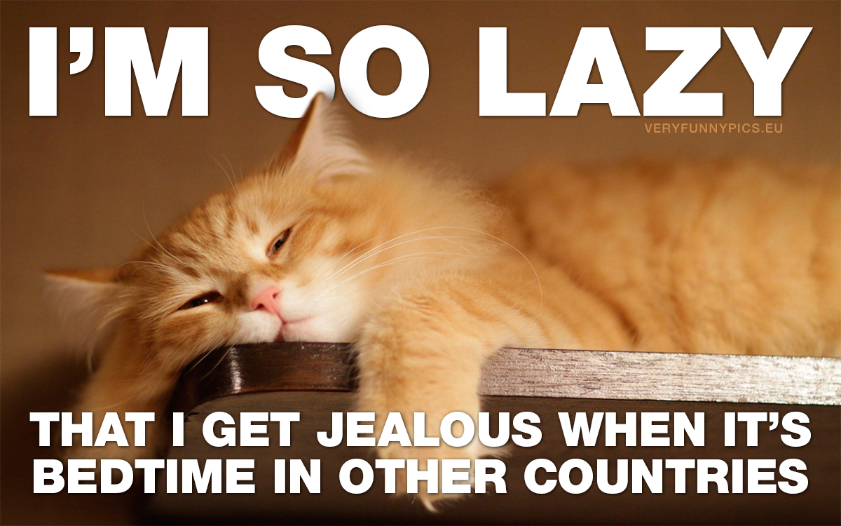 Lazy cat