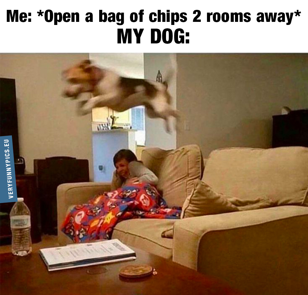Blurry dog jumps over couch