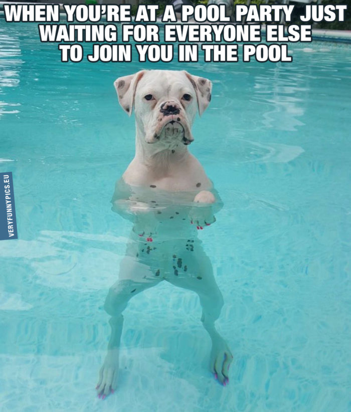 dating pool meme funny